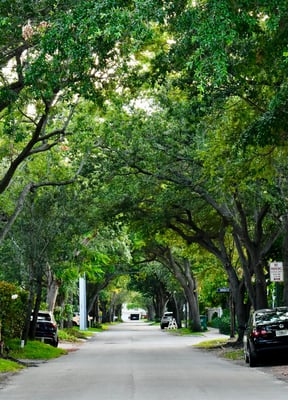 Quiet tree-lined street in a Florida neighborhood