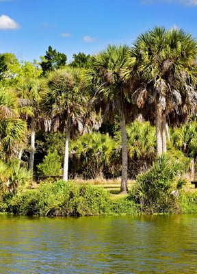 Lush tropical Florida waterway lined with palm trees