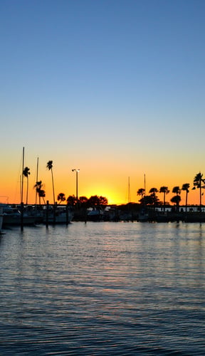Waterfront marina at sunset with palm trees and boats