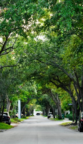 Quiet tree-lined street in a Florida neighborhood