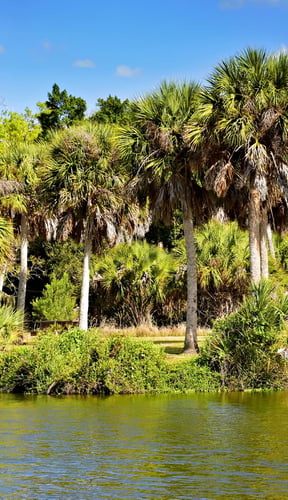 Lush tropical Florida waterway lined with palm trees