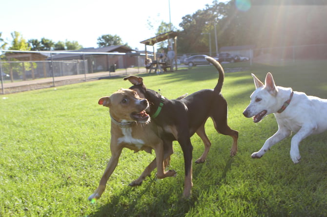 Dog Parks in The Villages
