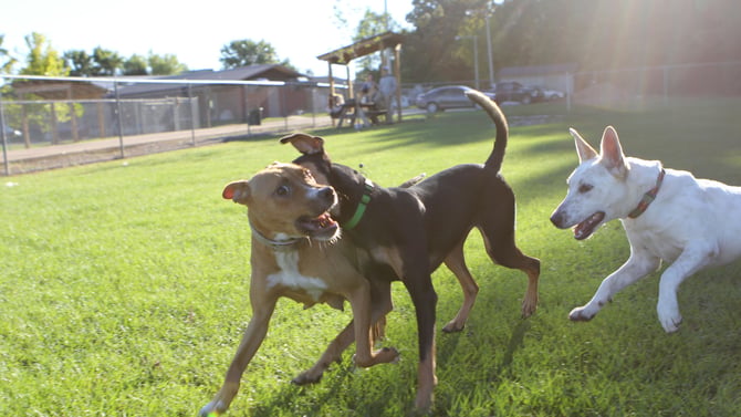 Dog Parks in The Villages